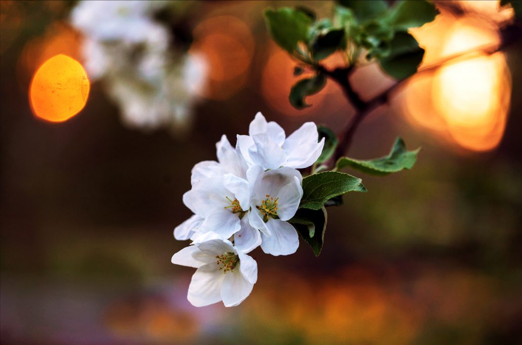 Apple-tree-flower-in-Finland copia